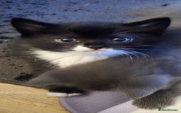 Mixed Breed cats for sale: 3 kittens looking for their forever homes.  - Image 1