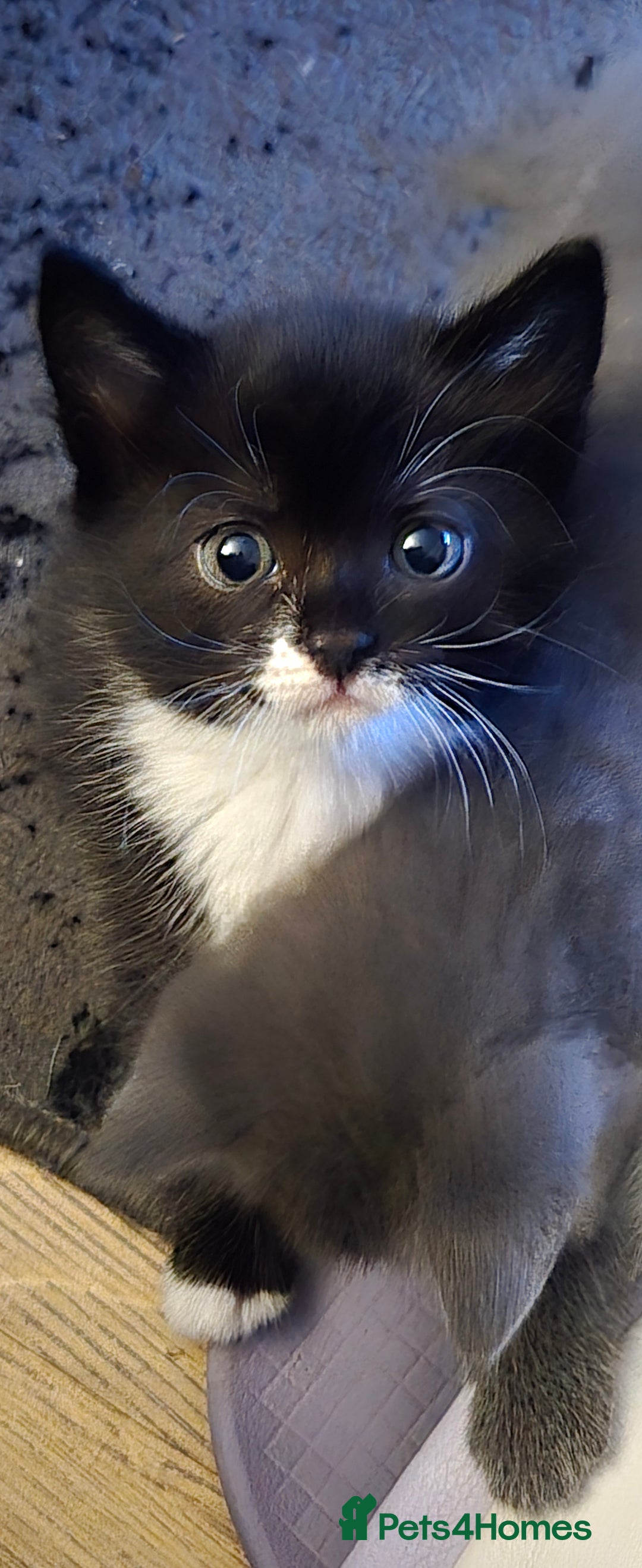 Mixed Breed cats for sale: 3 kittens looking for their forever homes.  - Image 1