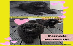 Miniature Poodle dogs for sale: 💚Exquisite black KC reg miniature poodle black in Chelmsford - Image 28