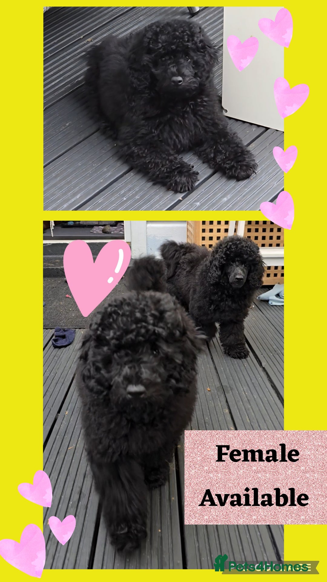 Miniature Poodle dogs for sale: 💚Exquisite black KC reg miniature poodle black in Chelmsford - Image 28