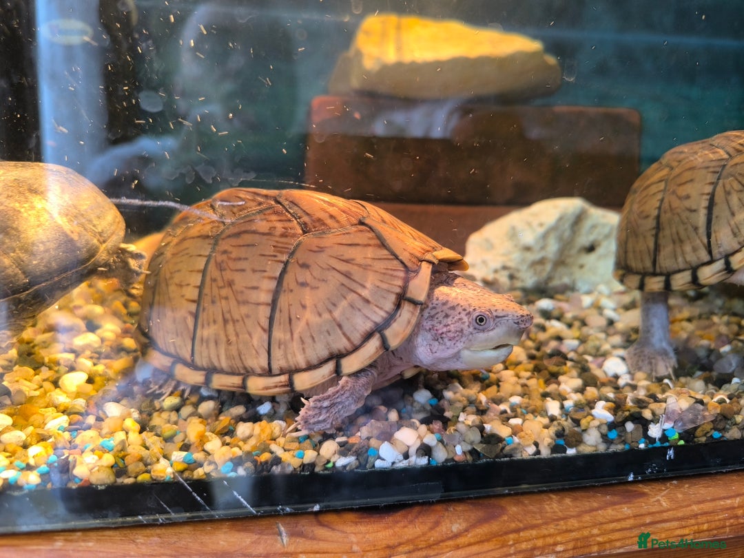 Turtle reptiles for sale: 2xRazor backed turtle male and female - Image 4