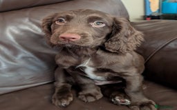 Cocker Spaniel dogs for sale: Last girl looking for forever home. - Image 5