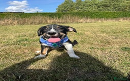 Border Collie dogs for sale: Border Collie Pup Dahlia  - Image 7