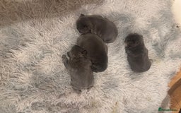 French Bulldog dogs for sale: French bulldogs Puppies - Image 4