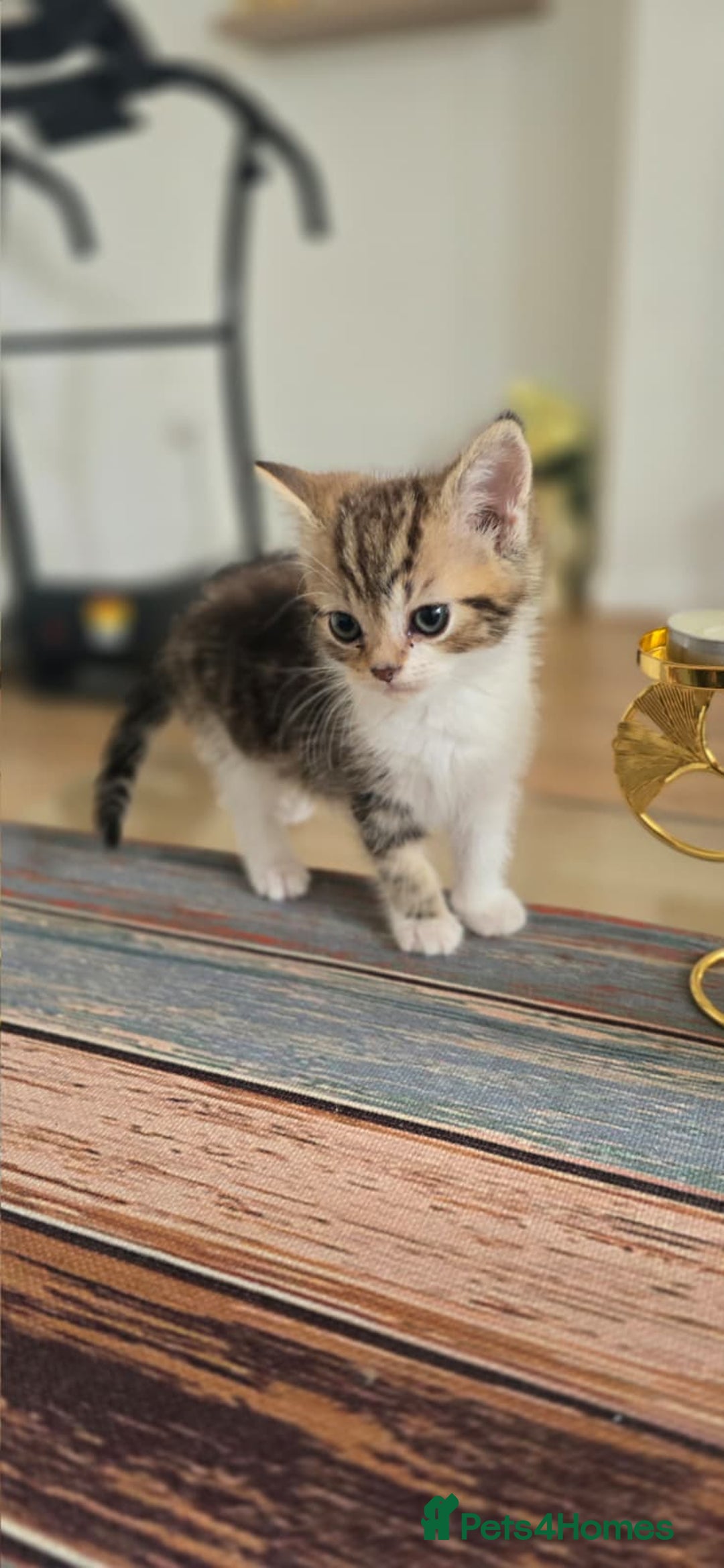 Persian cats for sale: Playful 10-Week-Old Male Persian Kitten  - Image 2