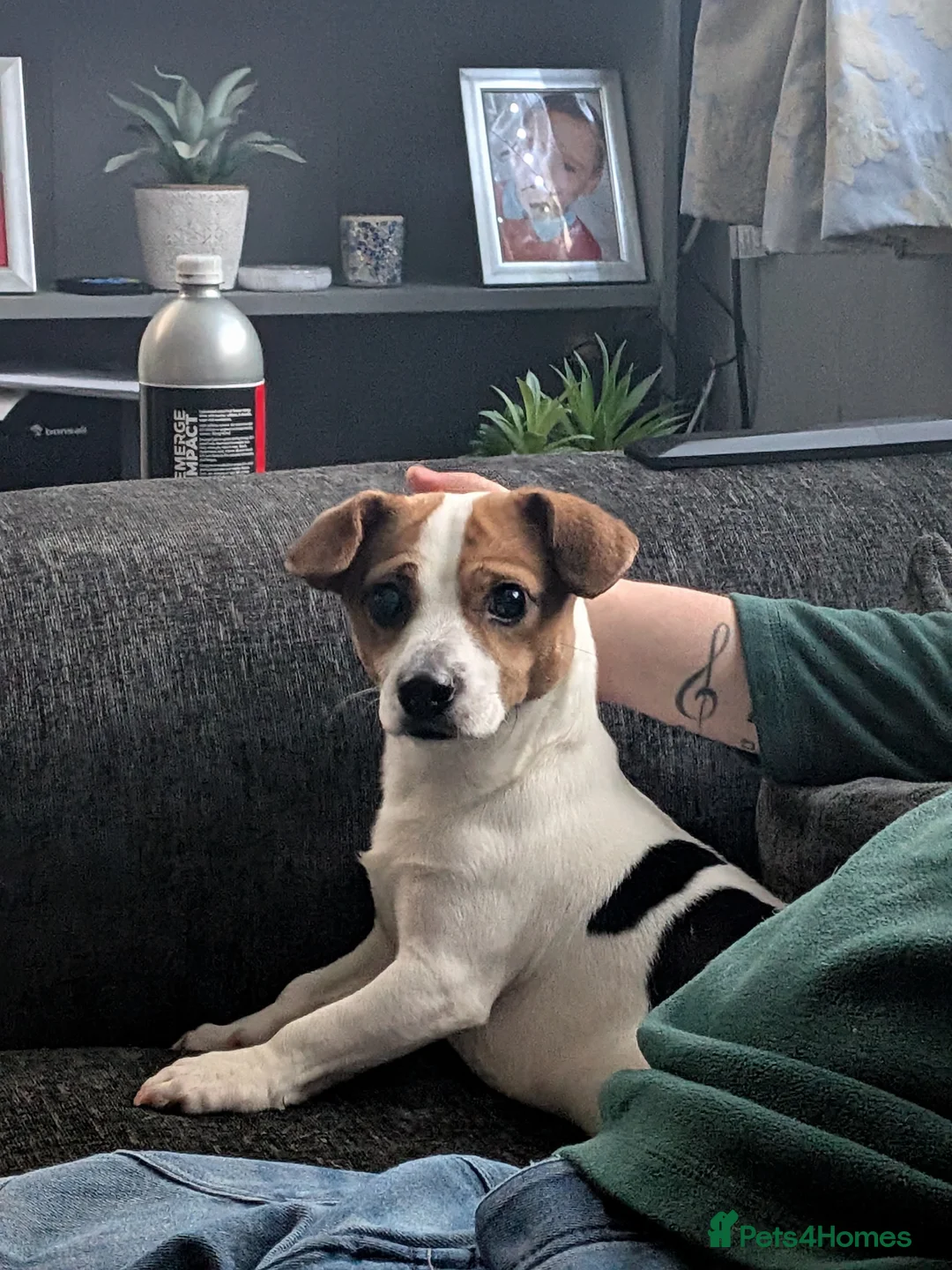 Jackapoo dogs for sale: 1 year old jackapoo looking for his forever home  in Barnard Castle - Advert 5