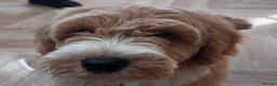Australian Labradoodle dogs for sale: Multi-Gen Australian Labradoodle Puppies - Advert 14