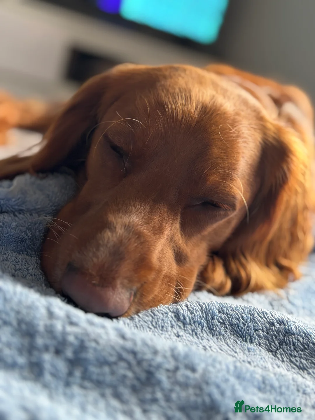 Cocker Spaniel dogs for sale: Juke  - Advert 17