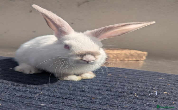 Mixed Breed rabbits - Advert 4