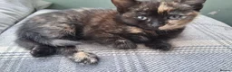 Mixed Breed cats for sale: RARE Tabico kittens 😻 Calico Tabbies  - Advert 14