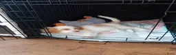 Mixed Breed dogs for sale: Adorable 11 Week Old Female Cavapoochon Puppy - Advert 9