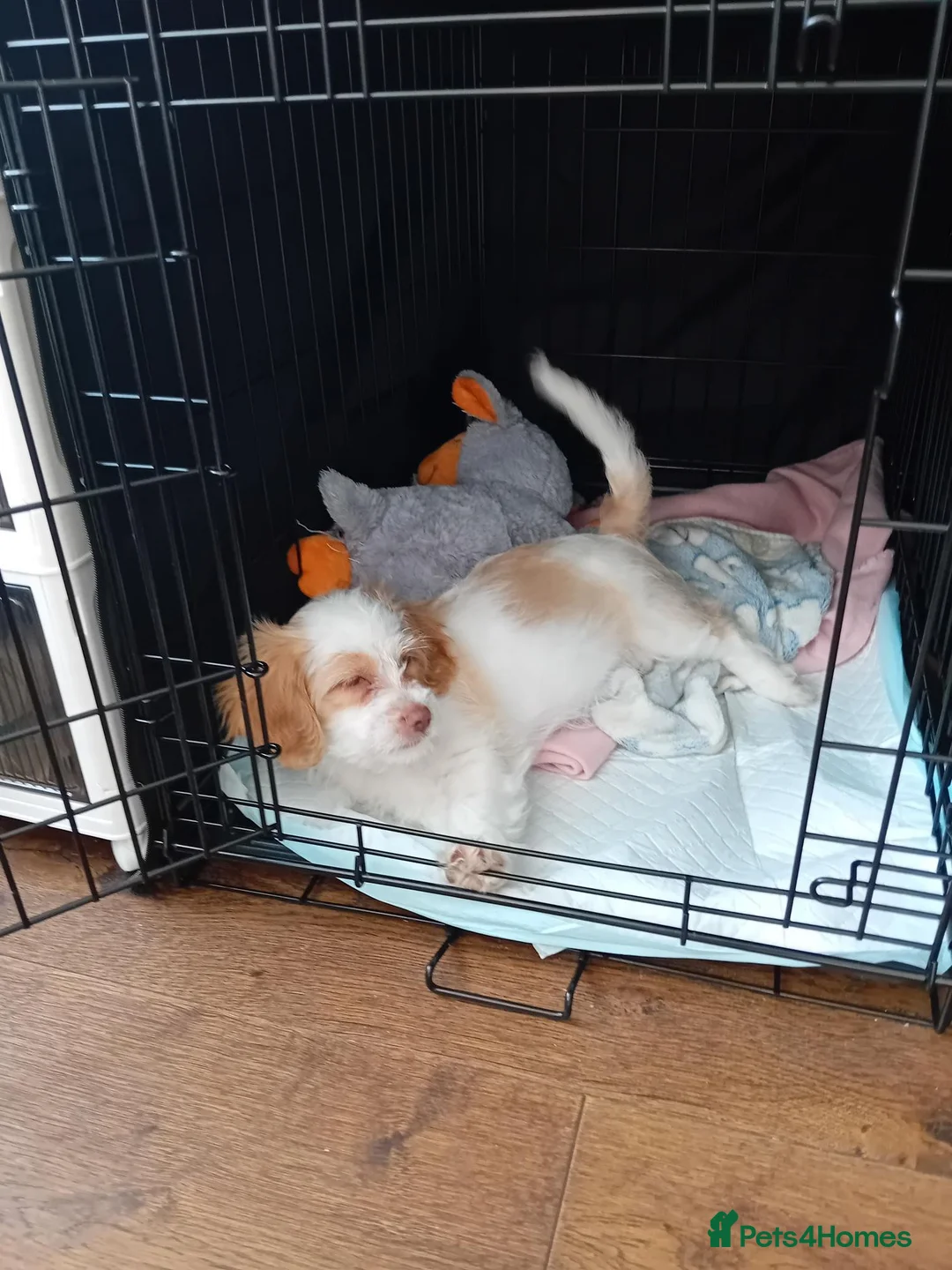 Mixed Breed dogs for sale: Adorable 11 Week Old Female Cavapoochon Puppy - Advert 9