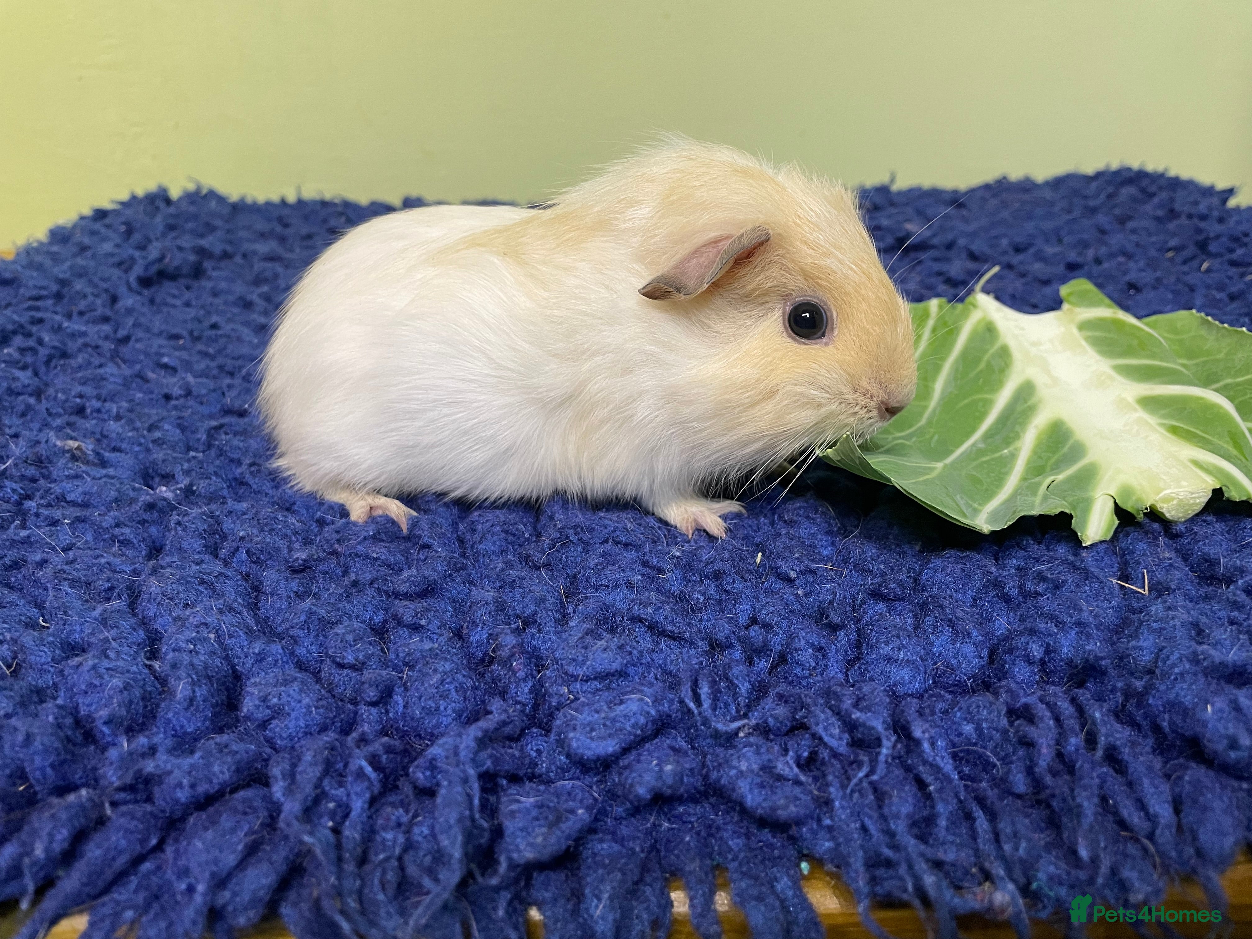 Guinea Pig rodents Baby piggies and a 9month old - Advert 1