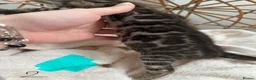 Bengal cats for sale: 💕 Stunning Pure Bengal Kittens ❤️ - Advert 15