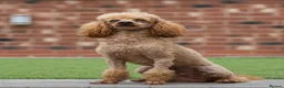 Miniature Poodle dogs for stud: Donnajays 5* PROVEN, HEALTH TESTED & PROFESSIONAL in Stafford - Advert 3