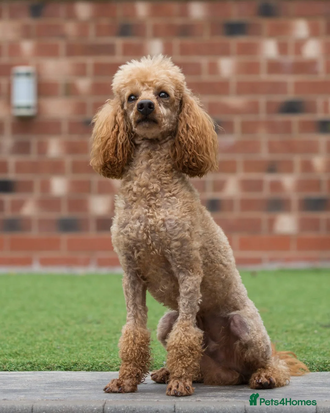 Miniature Poodle dogs for stud: Donnajays 5* PROVEN, HEALTH TESTED & PROFESSIONAL in Stafford - Advert 3