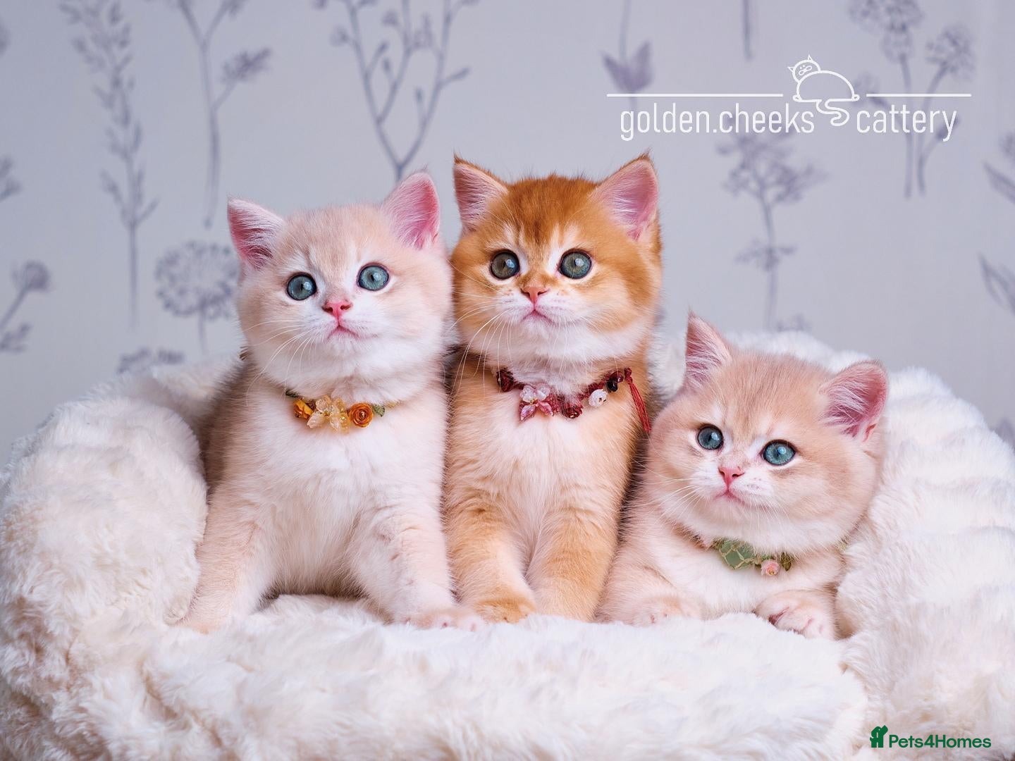 British Shorthair cats for sale: Exceptional Kittens from Outstanding Bloodlines  - Advert 1