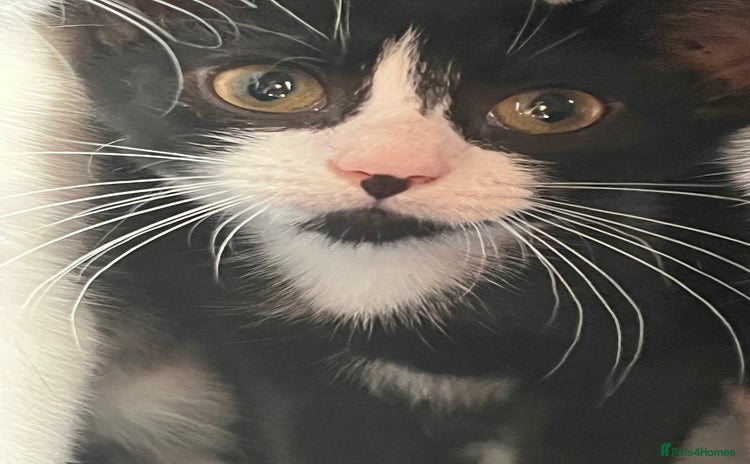 British Longhair cats - Advert 17