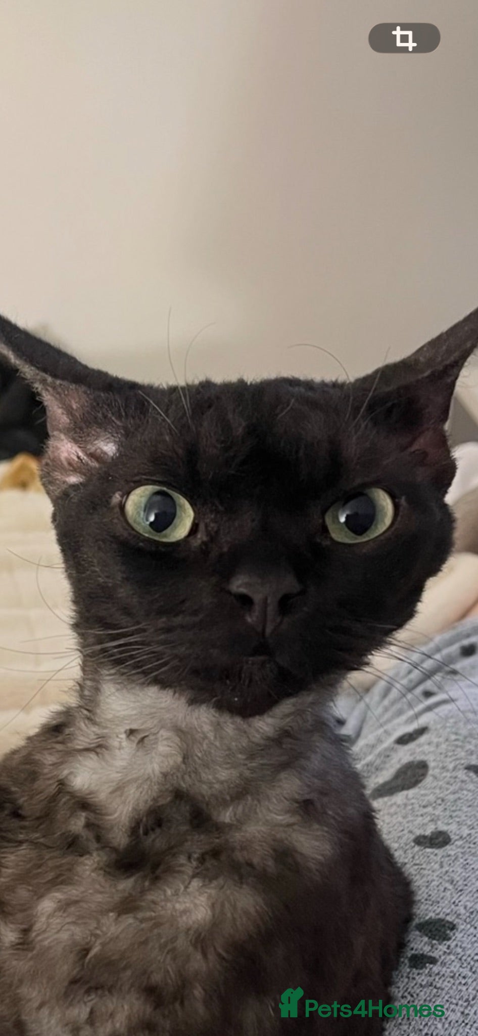 Devon Rex cats Beautiful Devon Rex boy 5 years  - Advert 16