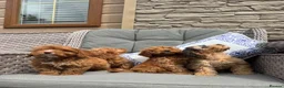 Cockapoo dogs for sale: F1 Cockapoo puppies (council licensed) - Advert 5