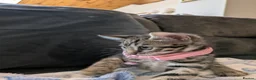 Mixed Breed cats for sale: Bengal mixed kittens - Advert 18