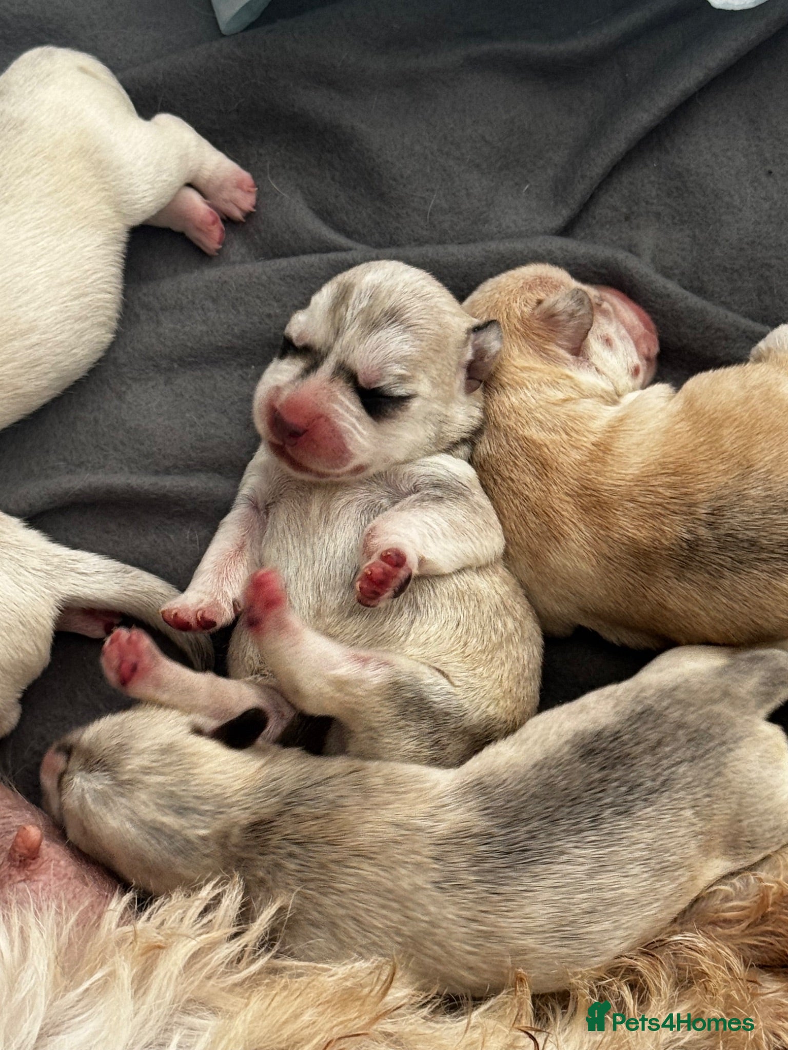 Mixed Breed dogs West highland terries x cocker spaniel puppies  - Advert 1