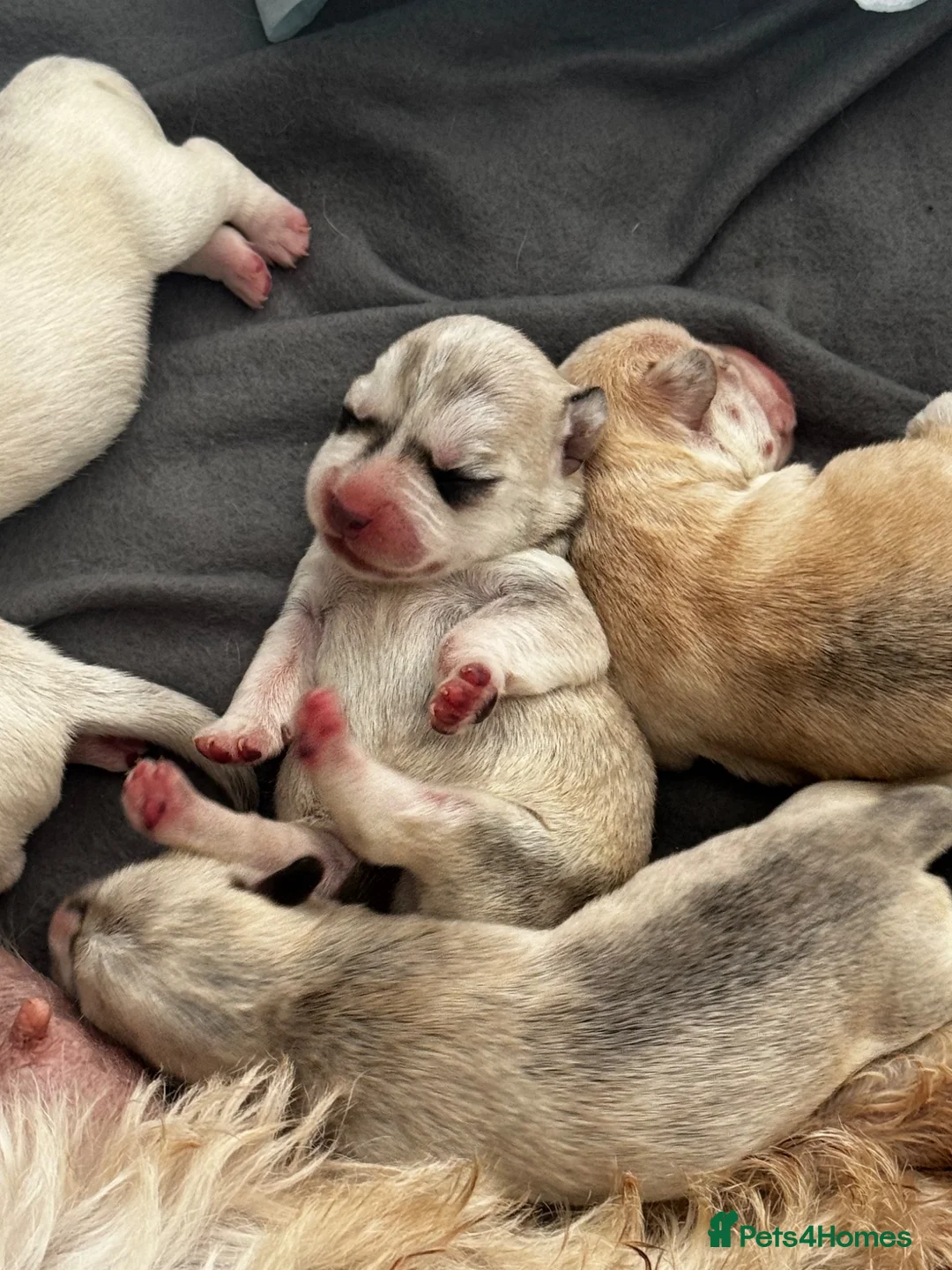 Mixed Breed dogs for sale: West highland terries x cocker spaniel puppies  in Manchester - Advert 1