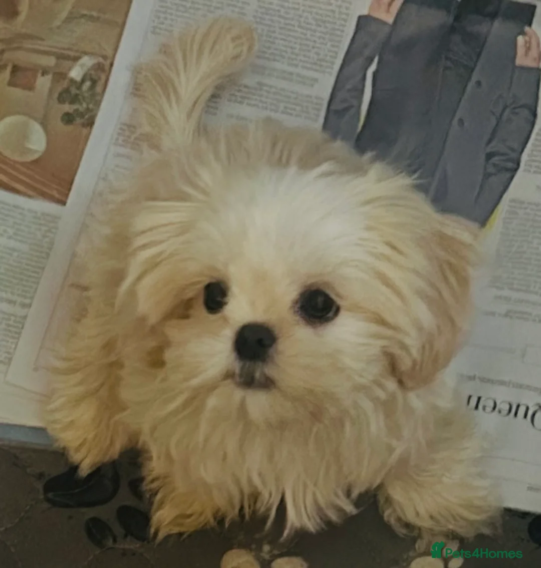 Shih Tzu dogs for sale: White Lavender Shih Tzu Puppies - Advert 1