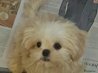 Shih Tzu dogs White Lavender Shih Tzu Puppies - Advert 11