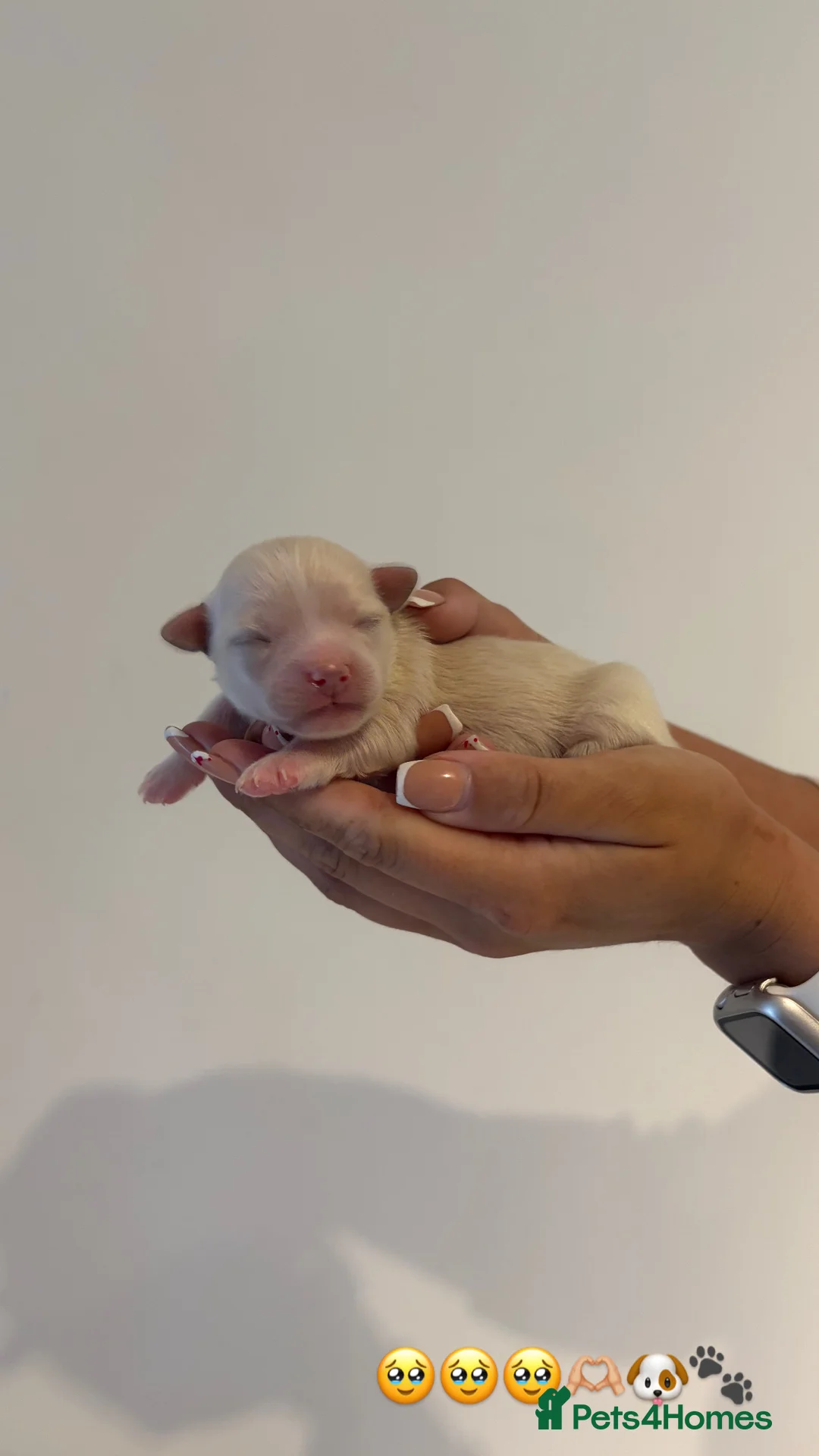 Chihuahua dogs for sale: Long hair chihuahua puppies - Advert 1