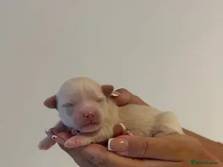 Chihuahua dogs Long hair chihuahua puppies - Advert 3