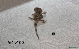 Bearded Dragon reptiles for sale: Various Baby Bearded Dragons For Sale - Advert 4