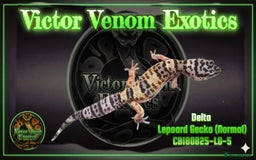 Leopard Gecko reptiles for sale: I Have 4 gorgeous Leopard Geckos available  - Advert 2