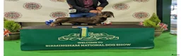 Dachshund dogs for sale: Wire- haired dacshund puppies  - Advert 19