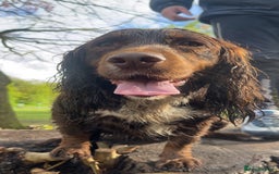 Cockapoo dogs for sale: Health tested cockapoo puppies for sale - Image 17