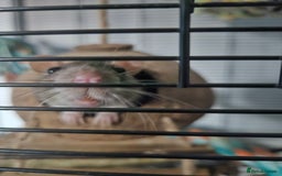 Rat rodents for sale: 2 female rats  - Image 5