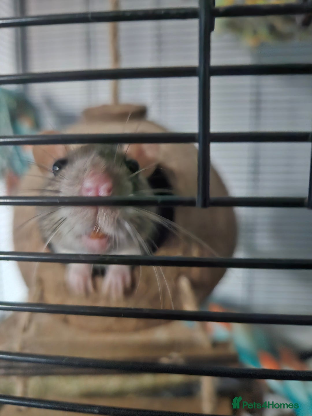 Rat rodents for sale: 2 female rats  - Image 5