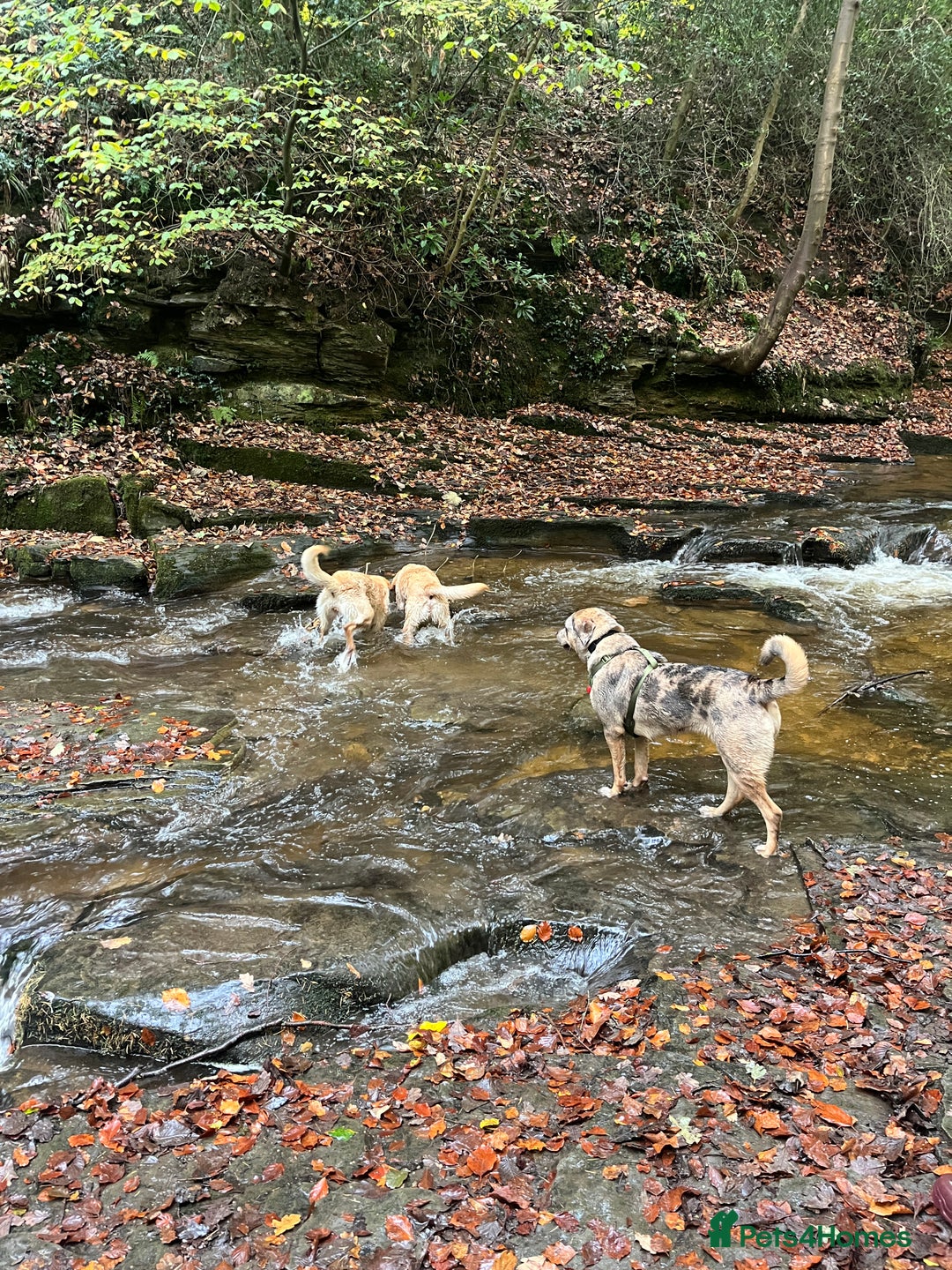 Mixed Breed dogs for sale: 1-year old mixed looking for forever home. - Advert 13