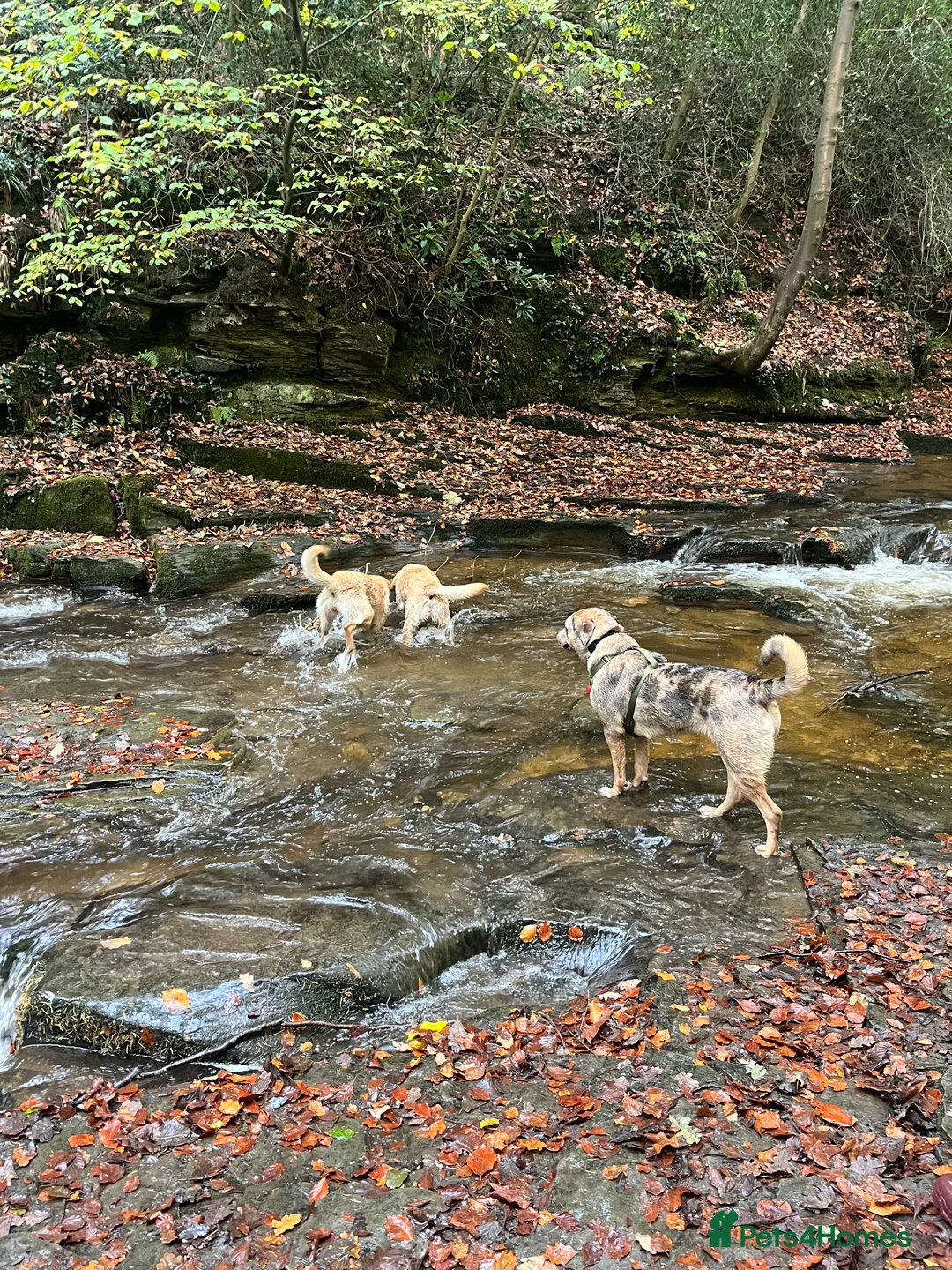 Mixed Breed dogs for sale: 1-year old mixed looking for forever home. - Advert 13