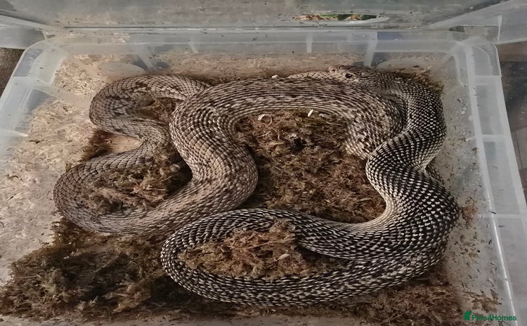 Snake reptiles - Advert 14
