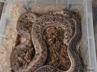 Snake reptiles - Advert 5