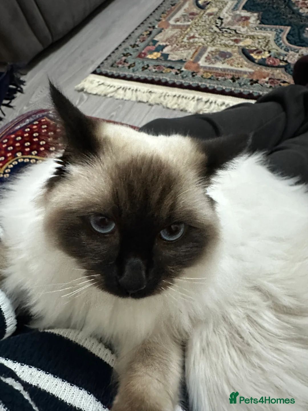 Ragdoll cats for sale: Kitten 8months - Advert 2