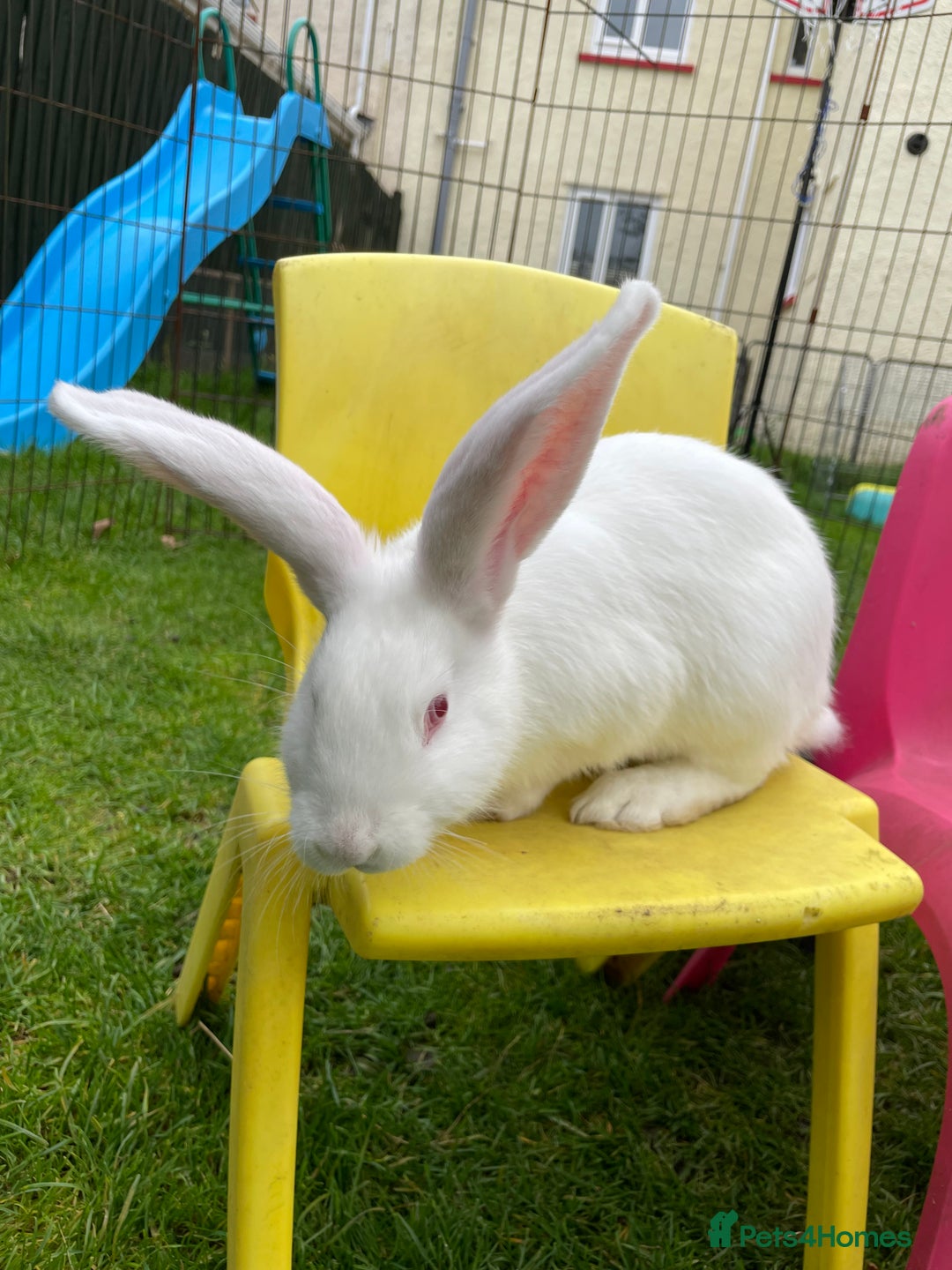 Continental Giant rabbits for sale: 2 male continental giants left - Image 13