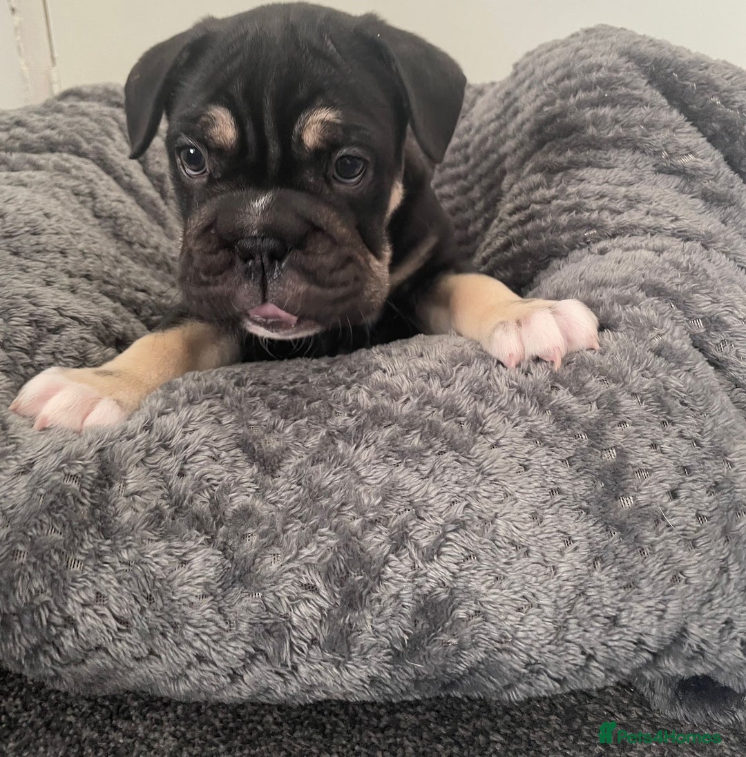 Mixed Breed dogs for sale: English bulldog French bulldog mix  - Image 14