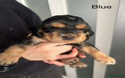Cocker Spaniel dogs for sale: KC & HEALTH TESTED CHOC SABLE PUPS - Image 16