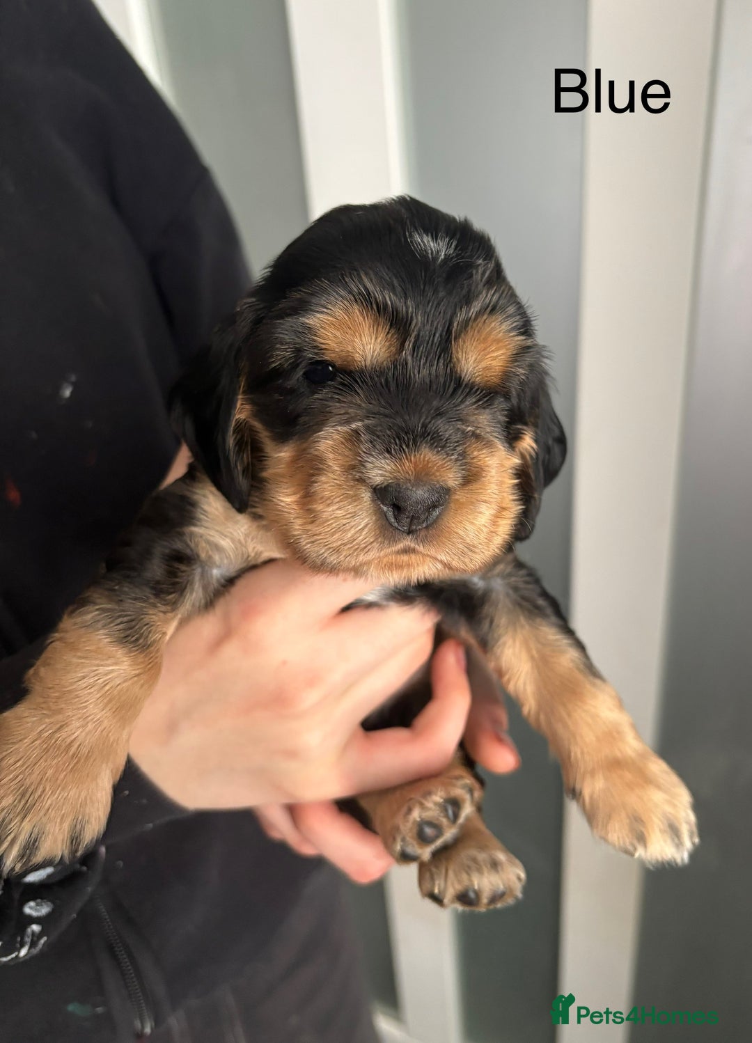 Cocker Spaniel dogs for sale: KC & HEALTH TESTED CHOC SABLE PUPS - Image 16