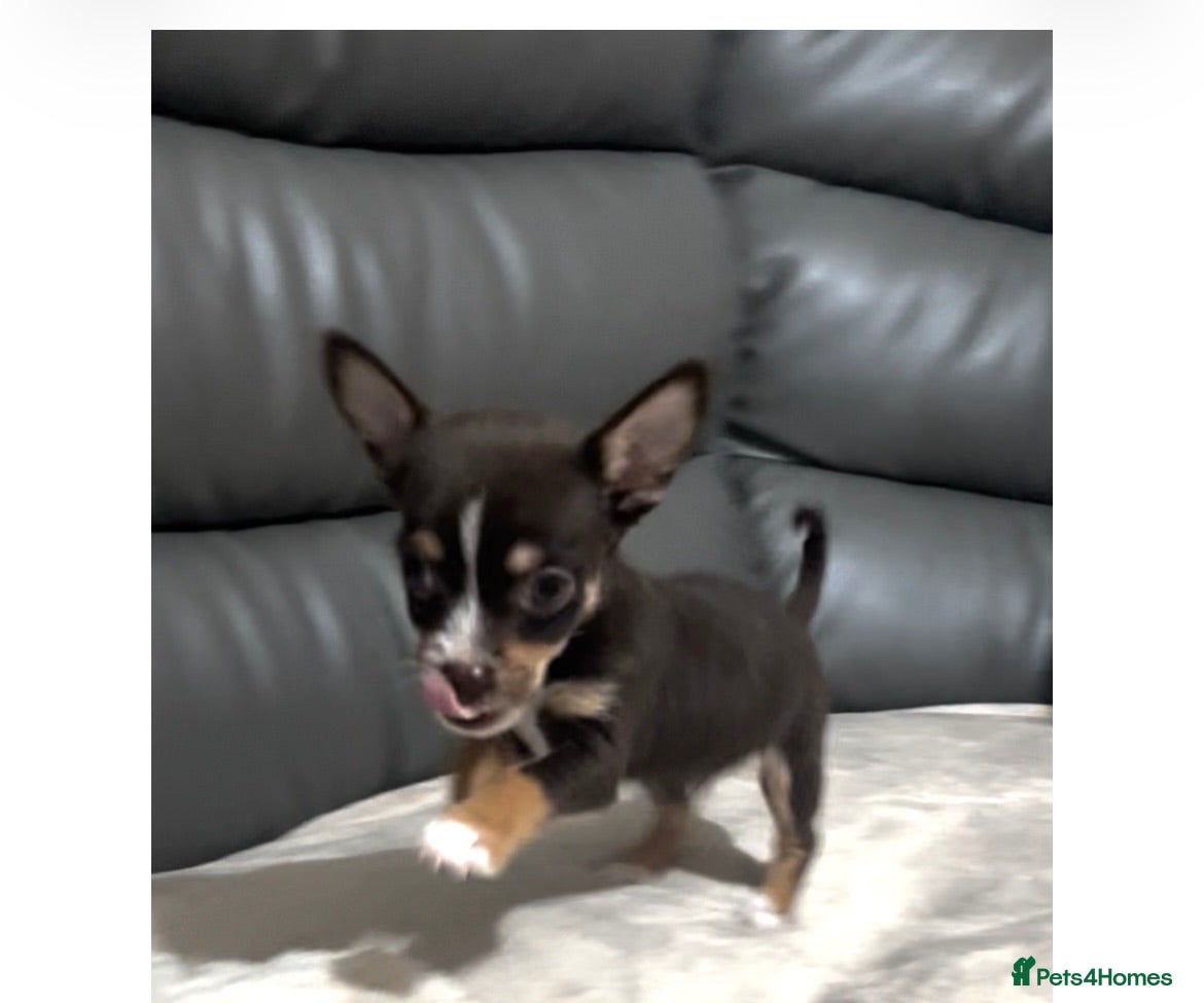Chihuahua dogs  chihuahuas puppies  - Advert 17