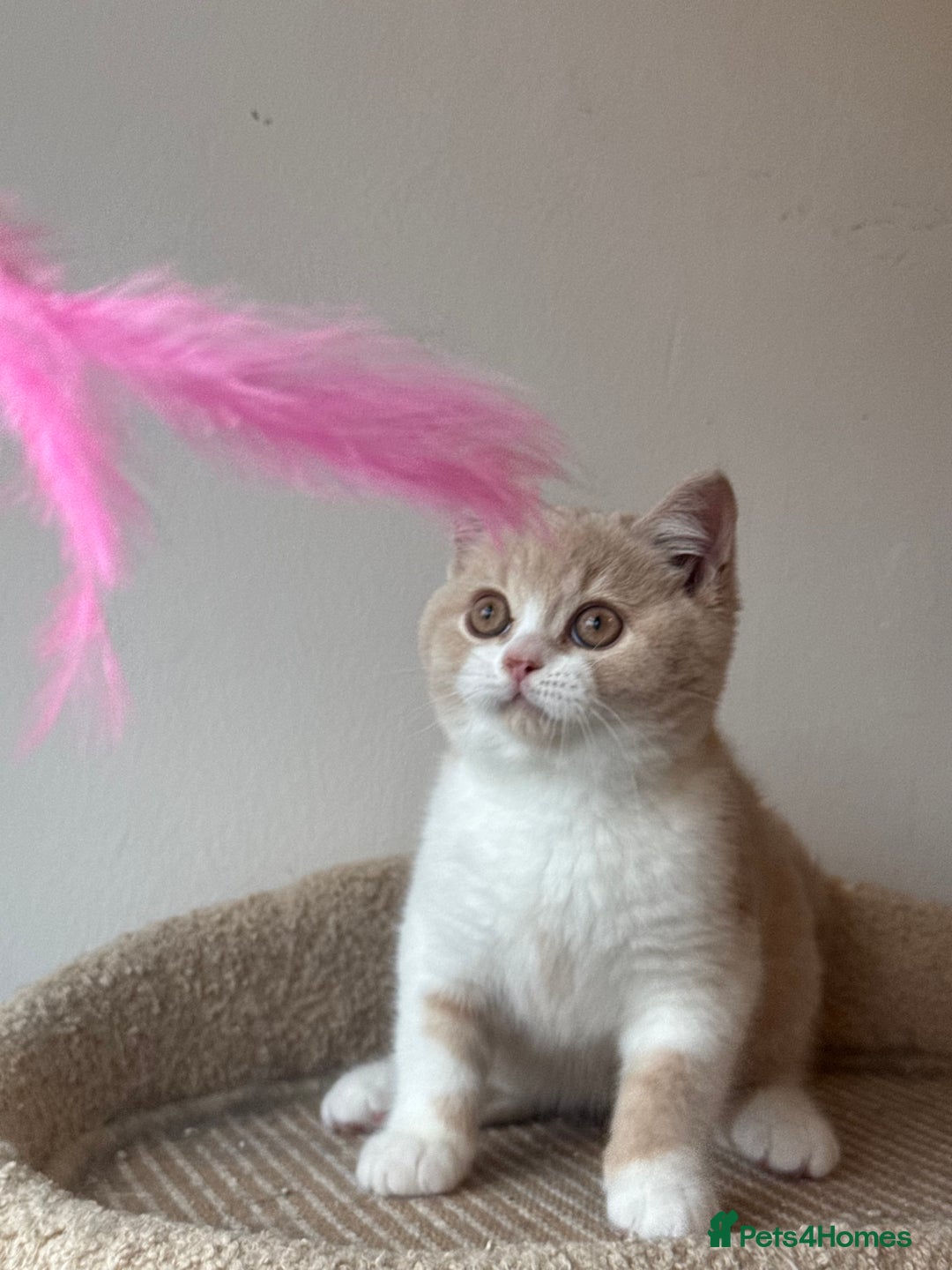 British Shorthair cats for sale: ChampionLine🏆🏆🏆Bicolour British Shorthair💙💙💖 - Advert 12