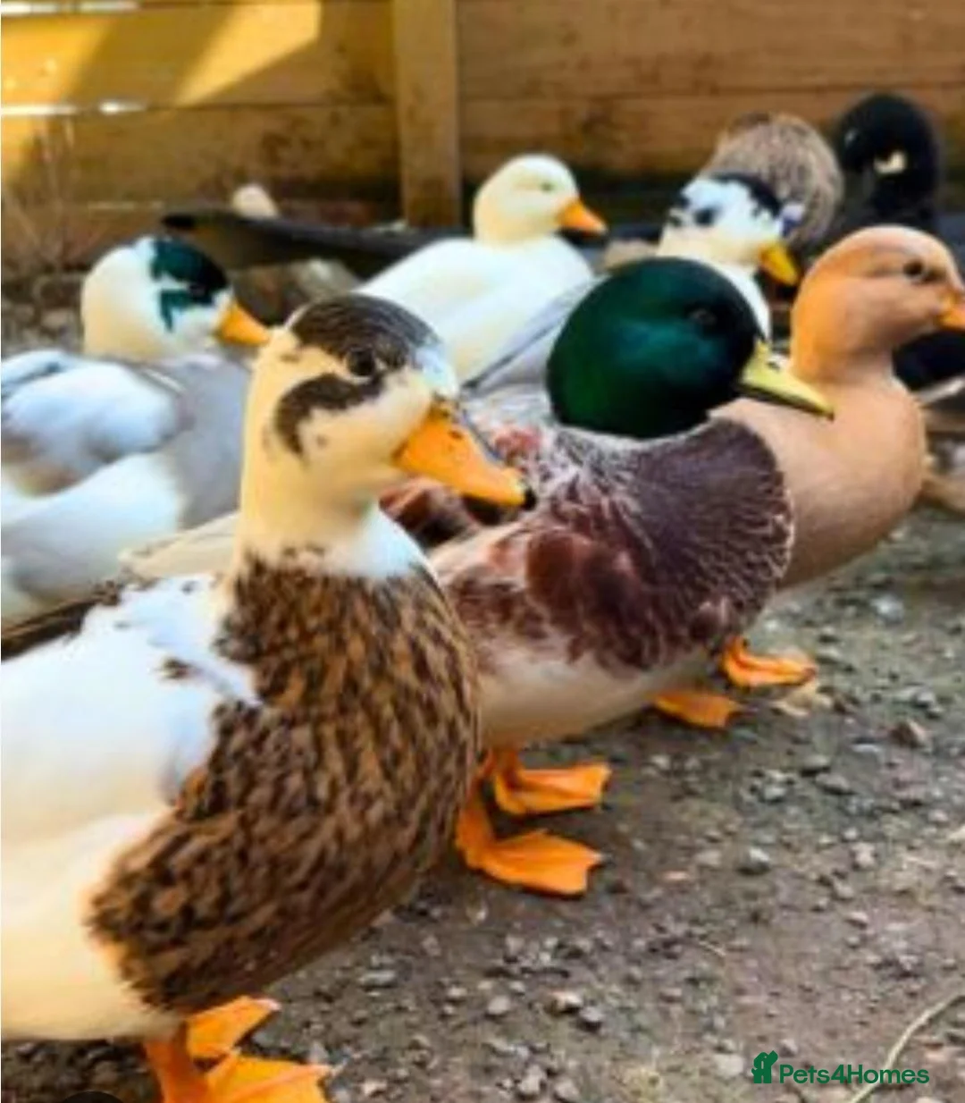 Ducks poultry for sale: **WANTED** Call ducks - Advert 1