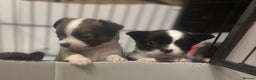 Chihuahua dogs for sale: Lovely long haired Chihuahua  - Advert 11